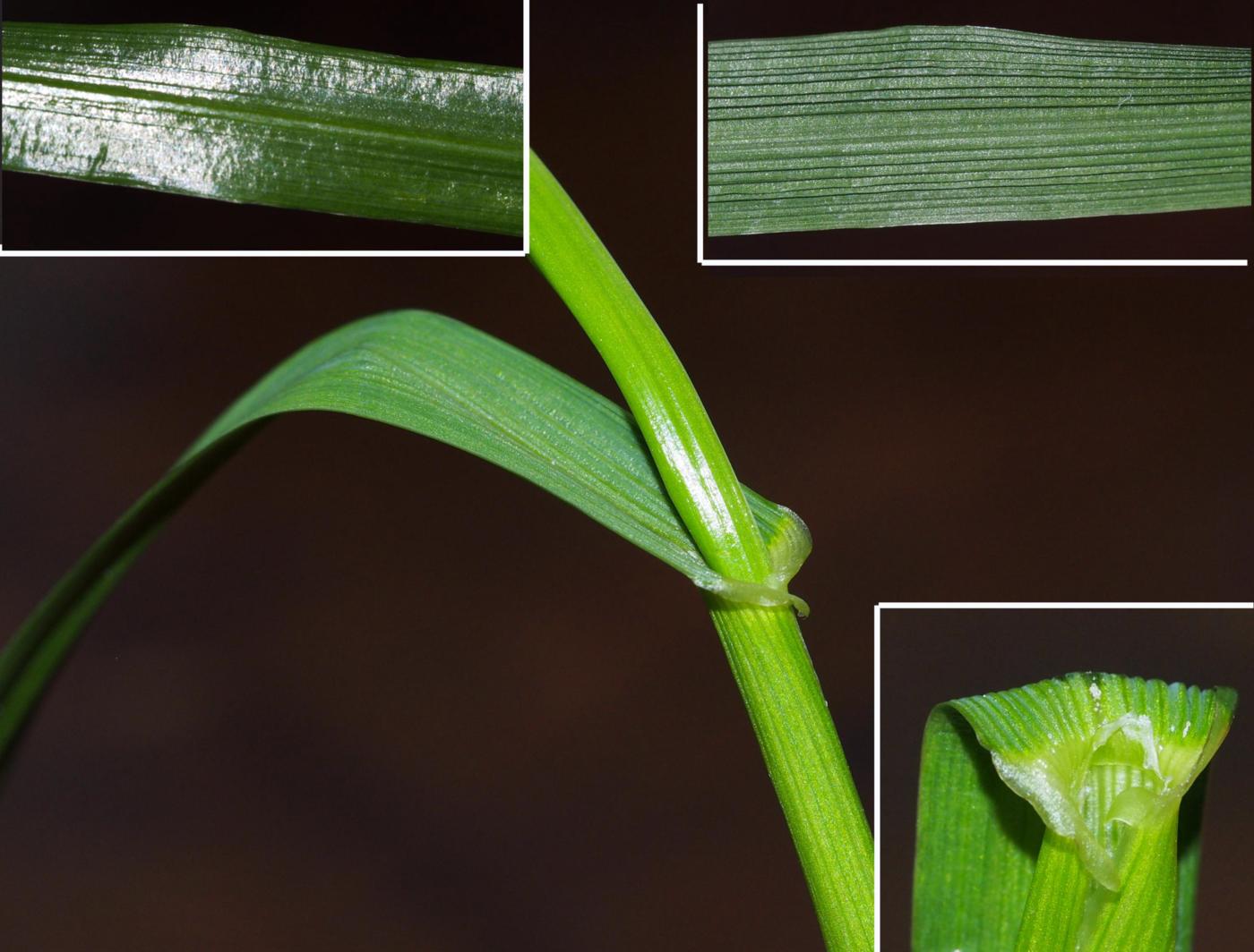 Rye-grass, Italian leaf